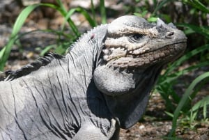 Barahona: Lake Enriquillo Discovery Tour