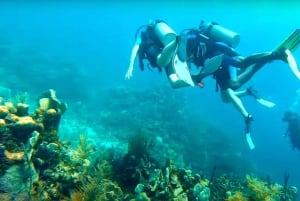 Bávaro: Dykning på Catalina Island med grill och dryck
