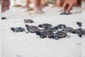 Bávaro: Excursión VIP en lancha rápida por la Isla Saona con barra libre