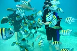 Bávaro : expérience de plongée sous-marine pour les débutants