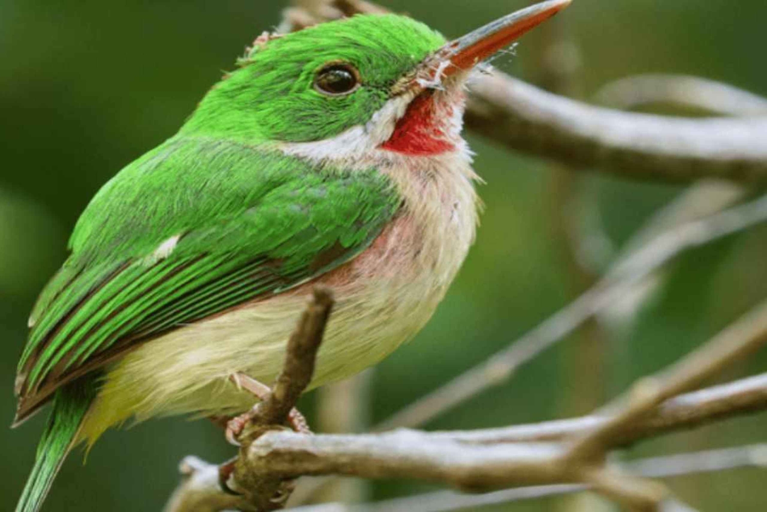 バヤヒベ：ガイド付きバードウォッチングツアー