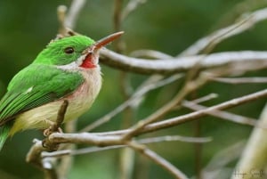 Bayahibe: Vogelbeobachtungstour mit Guide
