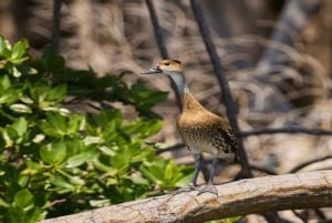 Bayahibe: Vogelbeobachtungstour mit Guide