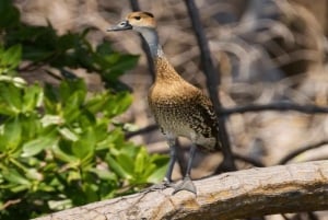Bayahibe: Vogelbeobachtungstour mit Guide