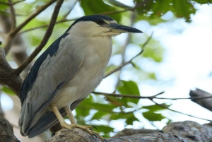 バヤヒベ：ガイド付きバードウォッチングツアー