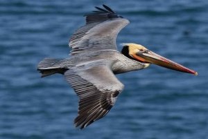 バヤヒベ：ガイド付きバードウォッチングツアー