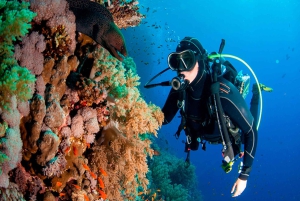 Bayahibe : excursion de plongée sous-marine à l'île Catalina avec déjeuner