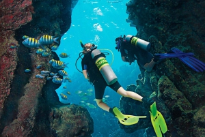 Bayahibe : excursion de plongée sous-marine à l'île Catalina avec déjeuner