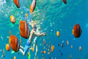 Bayahibe : excursion de plongée sous-marine à l'île Catalina avec déjeuner