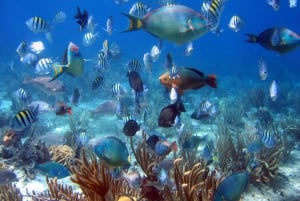 Bayahibe : excursion de plongée sous-marine à l'île Catalina avec déjeuner