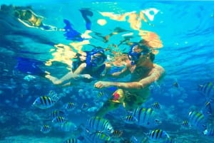 Bayahibe : excursion de plongée sous-marine à l'île Catalina avec déjeuner