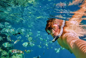 Bayahibe : excursion de plongée sous-marine à l'île Catalina avec déjeuner