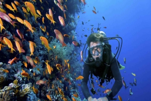 Bayahibe : excursion de plongée sous-marine à l'île Catalina avec déjeuner