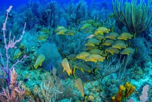 Bayahibe: Snorkeling Tour - Sea, Cotubanama park & Cenotes