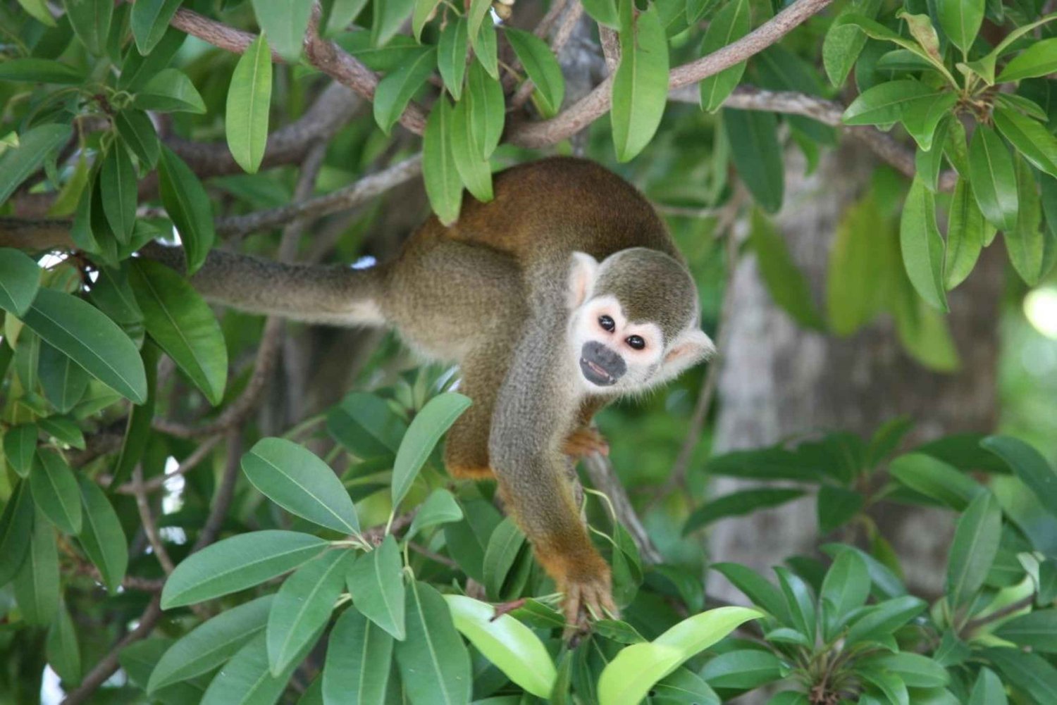 Bayahibe: Monkeyland ja maalaistalon kierros noudolla