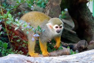 Bayahibe: Passeio em Monkeyland e Casa de Campo com Transporte