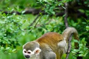 Bayahibe: Passeio em Monkeyland e Casa de Campo com Transporte