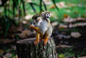 Bayahibe: Passeio em Monkeyland e Casa de Campo com Transporte