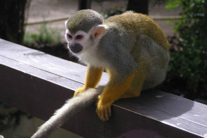 Bayahibe: Passeio em Monkeyland e Casa de Campo com Transporte