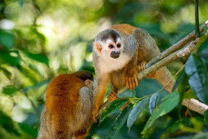 Bayahibe: Passeio em Monkeyland e Casa de Campo com Transporte