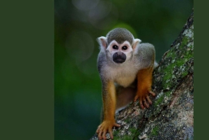 Bayahibe: Monkeyland and Country House Tour with Pickup