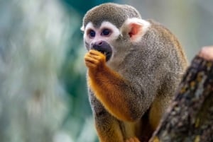 Bayahibe: Monkeyland and Country House Tour with Pickup