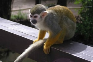 Bayahibe: Monkeyland and Country House Tour with Pickup