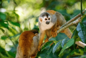 Bayahibe: Monkeyland and Country House Tour with Pickup