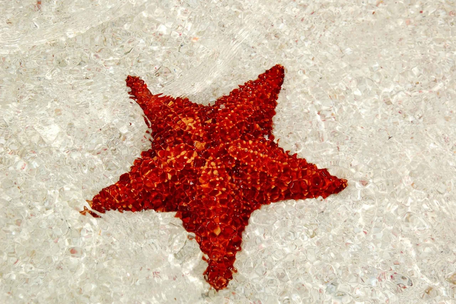 Bayahibe: Saona Island Catamaran Cruise with Lunch & Drinks