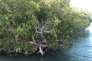 Bayahibe: Saona Island Speedboat Excursion with Lunch