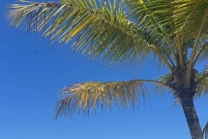 Bayahibe: Saona Island Speedboat Excursion with Lunch