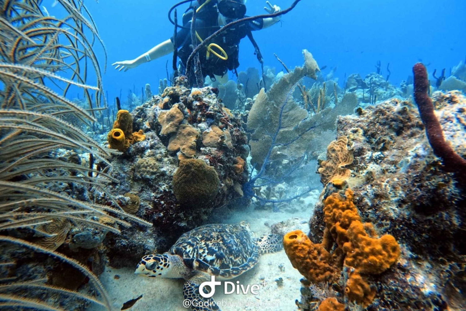 Bayahibe: Scuba Diving Initiation by Go Dive Bayahibe