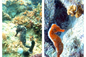 Bayahibe: Scuba Diving Initiation by Go Dive Bayahibe