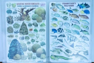 Bayahibe: Semi-Submarine Tour with Snorkeling & Drinks