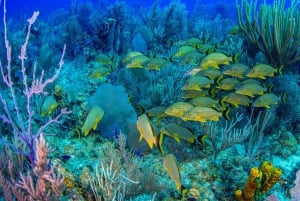 Bayahibe: Snorkeling Tour - Sea, Cotubanama park & Cenotes