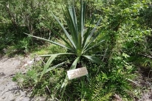 Bayahibe: Snorkeling Tour - Sea, Cotubanama park & Cenotes