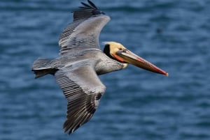 Bayahibe: Hvalsafari og Cayo Levantado-dagstur