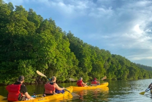 Boca Chica : Los Haitises guidet fottur og kajakkpadling