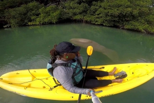 Boca Chica : Los Haitises guidet fottur og kajakkpadling