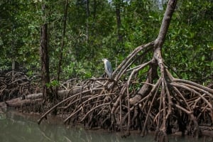Boca Chica: escursione guidata e kayak a Los Haitises