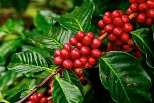 Boca Chica: escursione guidata e kayak a Los Haitises