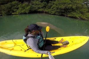 Boca Chica : Los Haitises Guided Hike and Kayaking