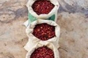 Besuch in Boca de Yuma - Dominikanisches Kulturimmersion