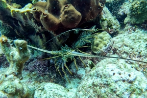 dykning på catalina island fra punta cana