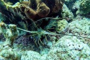 diving without a license catalina island from punta cana