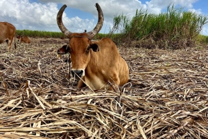 Buggy sunset - Full day - Small group