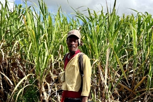 Buggy sunset - Full day - Small group
