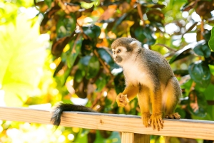 Butterfly Garden Plus Monkey Land at Puerto Plata