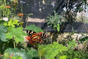Butterfly Garden Plus Monkeys and cigars puerto plata tour