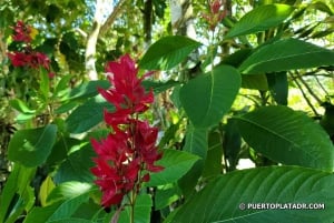 Butterfly Garden Plus Monkeys and cigars puerto plata tour